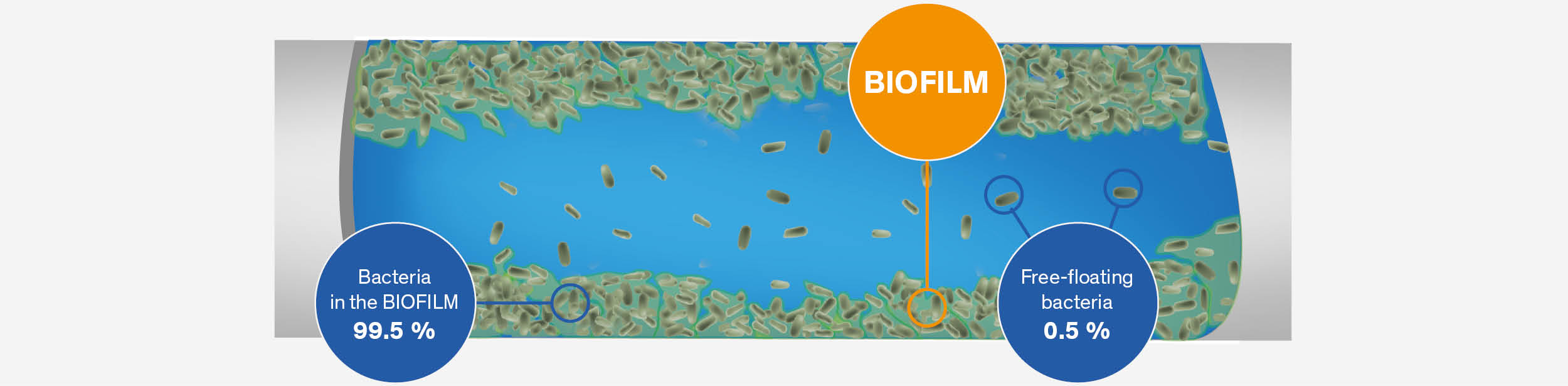 Biofilm